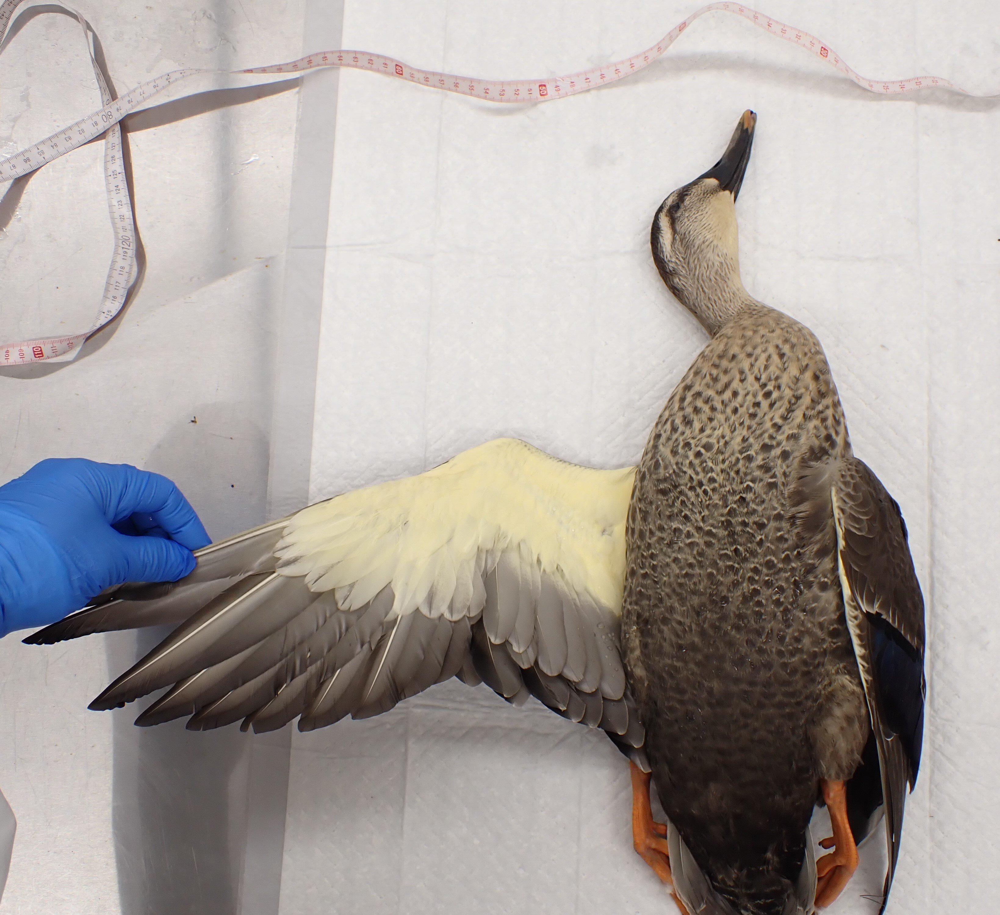 いわき市のカルガモから確認、鳥インフルエンザは「低病原性」野鳥監視