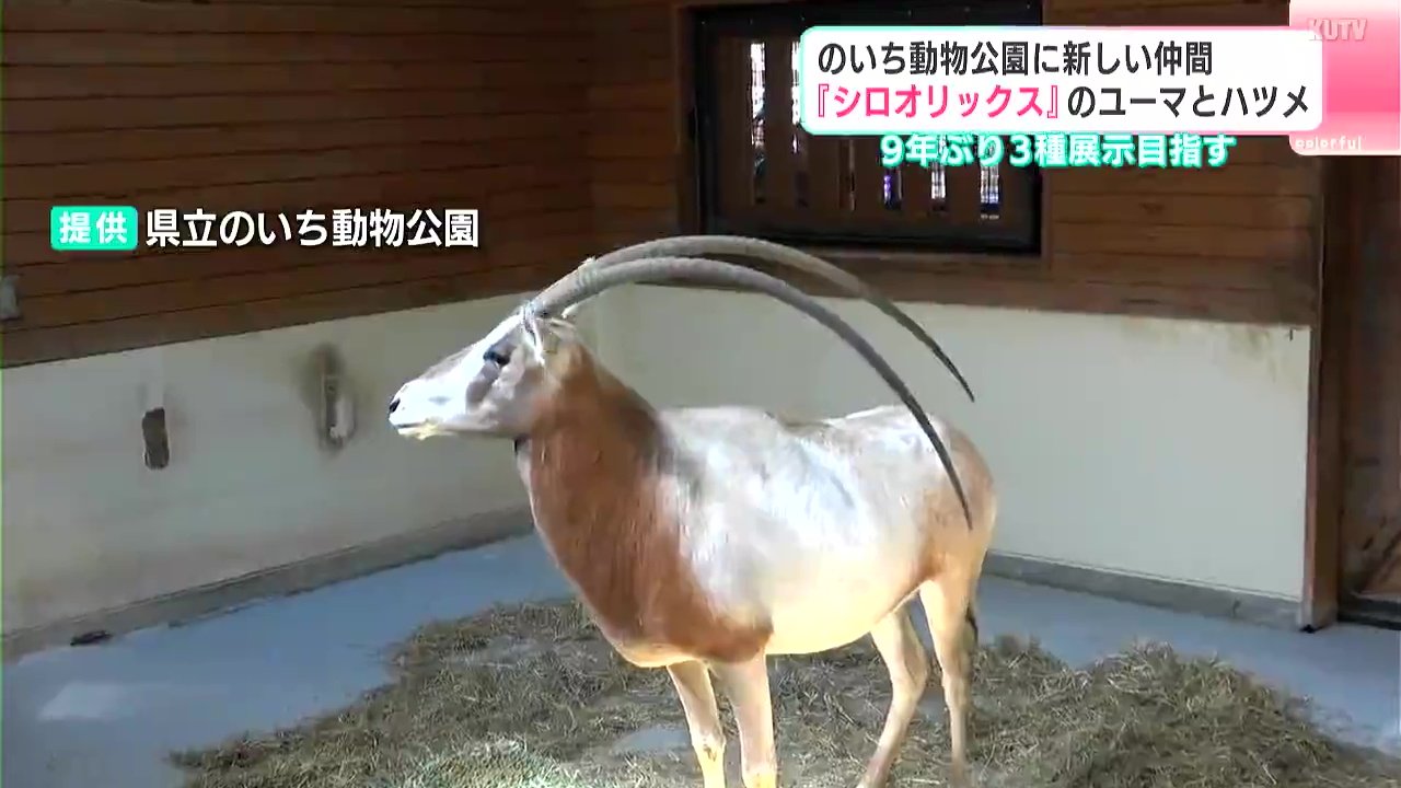 高知県立のいち動物公園に『シロオリックス』のユーマとハツメが