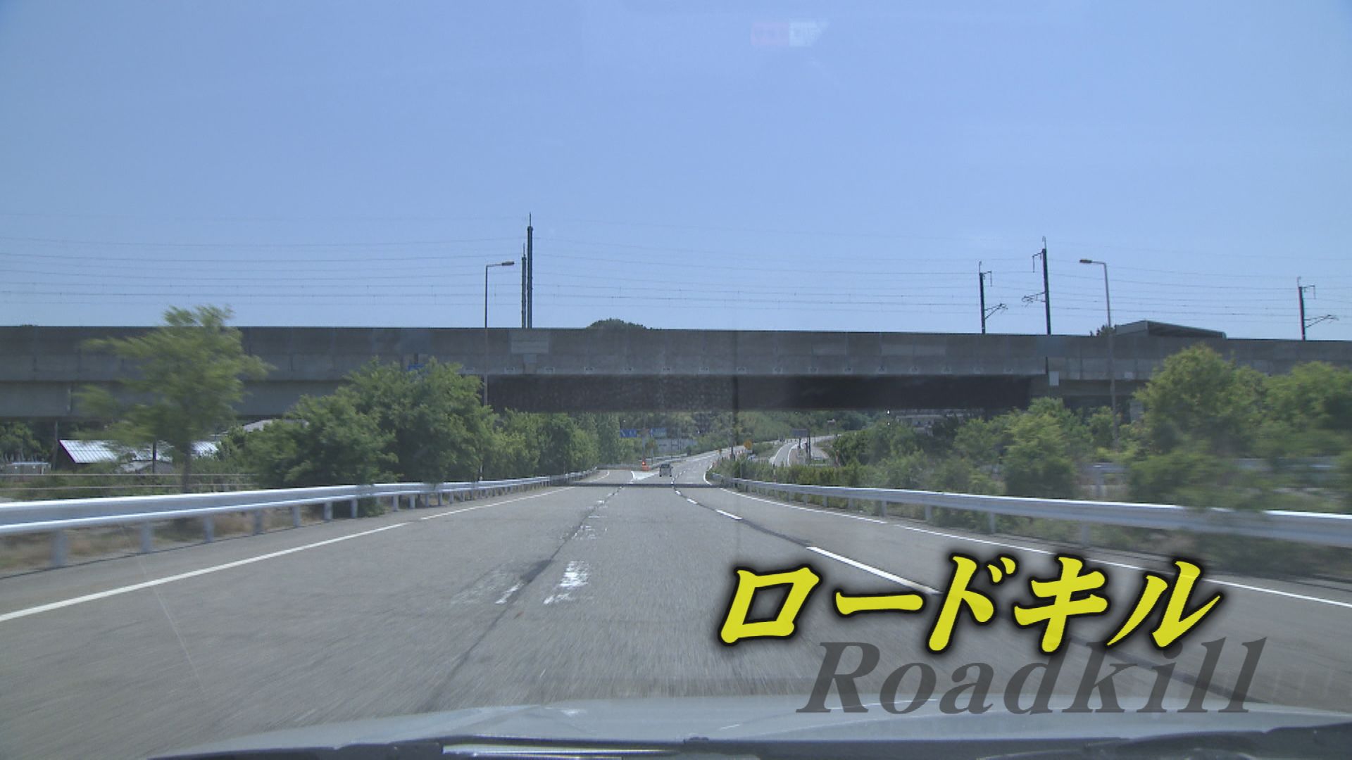 あっ ぶつかった 道に飛び出したクマやイノシシとの事故 ロードキル 遭遇したらどうする Tbs News Dig 1ページ あっ ぶつかった 道に飛び出したクマやイノシシとの事故 ロードキル 遭遇したらどうする Tbs News Dig 1ページ