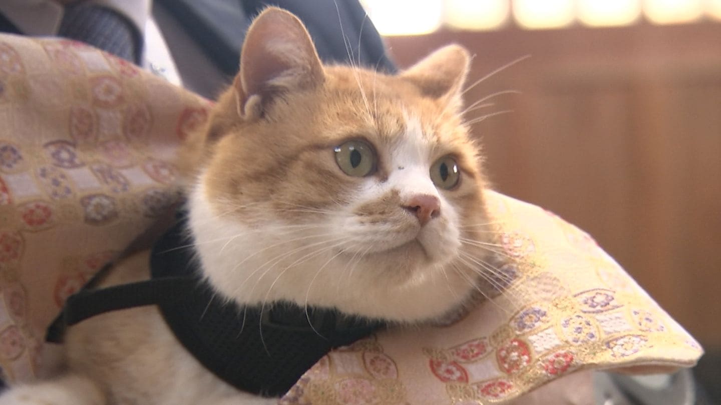 おだやかな1年であってほしいニャン」備中松山城の猫城主・さんじゅー