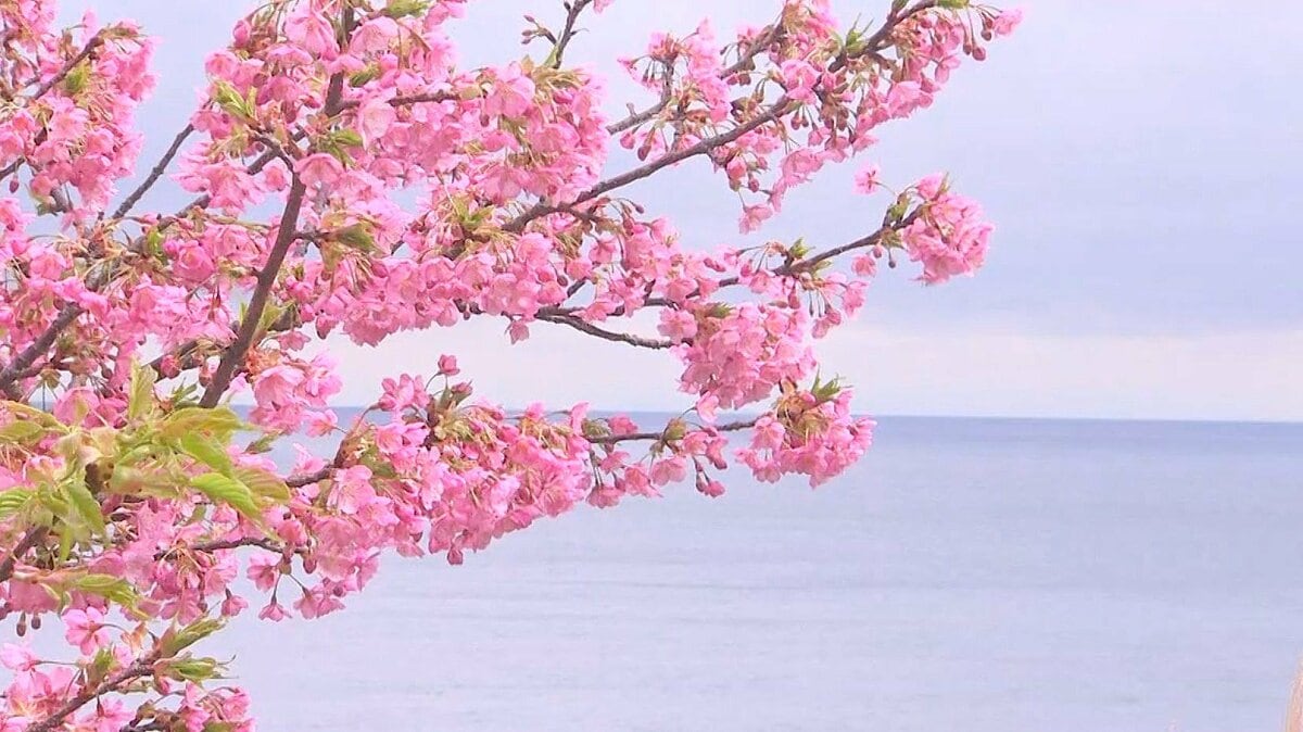 5000本の河津桜が満開 例年より1か月遅れ 大分・津久見市 | 大分の