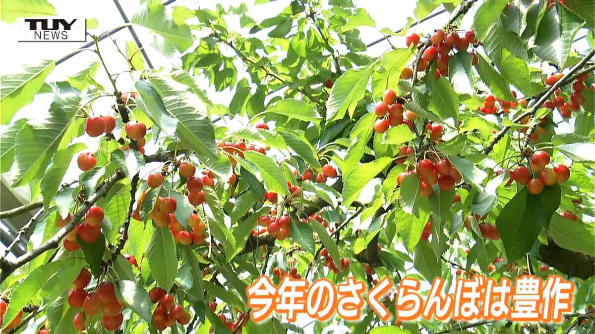 ご注文ありがとうございますございます。5/25さくらんぼ果樹園 さくらんぼ狩り最盛期 観光果樹園にぎわう 今年は豊作、いっぱい食べて