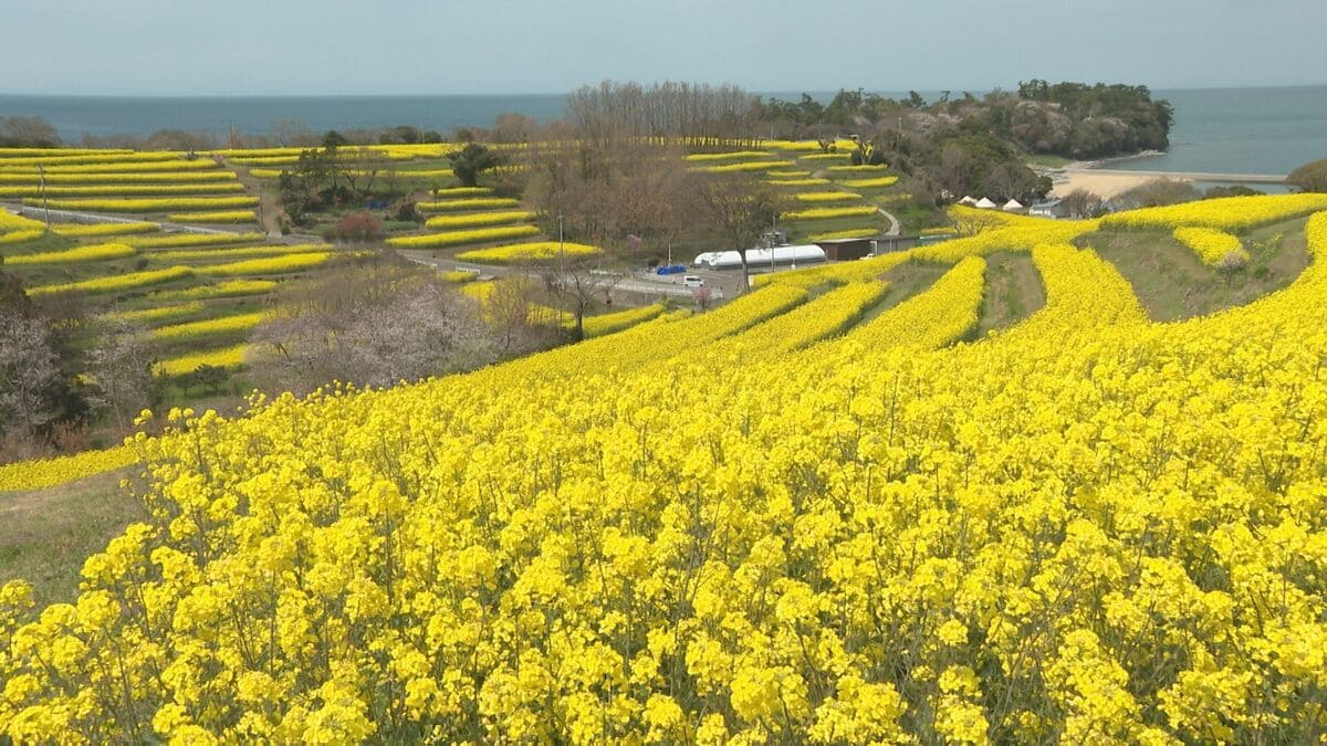 長崎鼻で菜の花満開 黄色いじゅうたんと青い海の絶景広がる 大分・豊後
