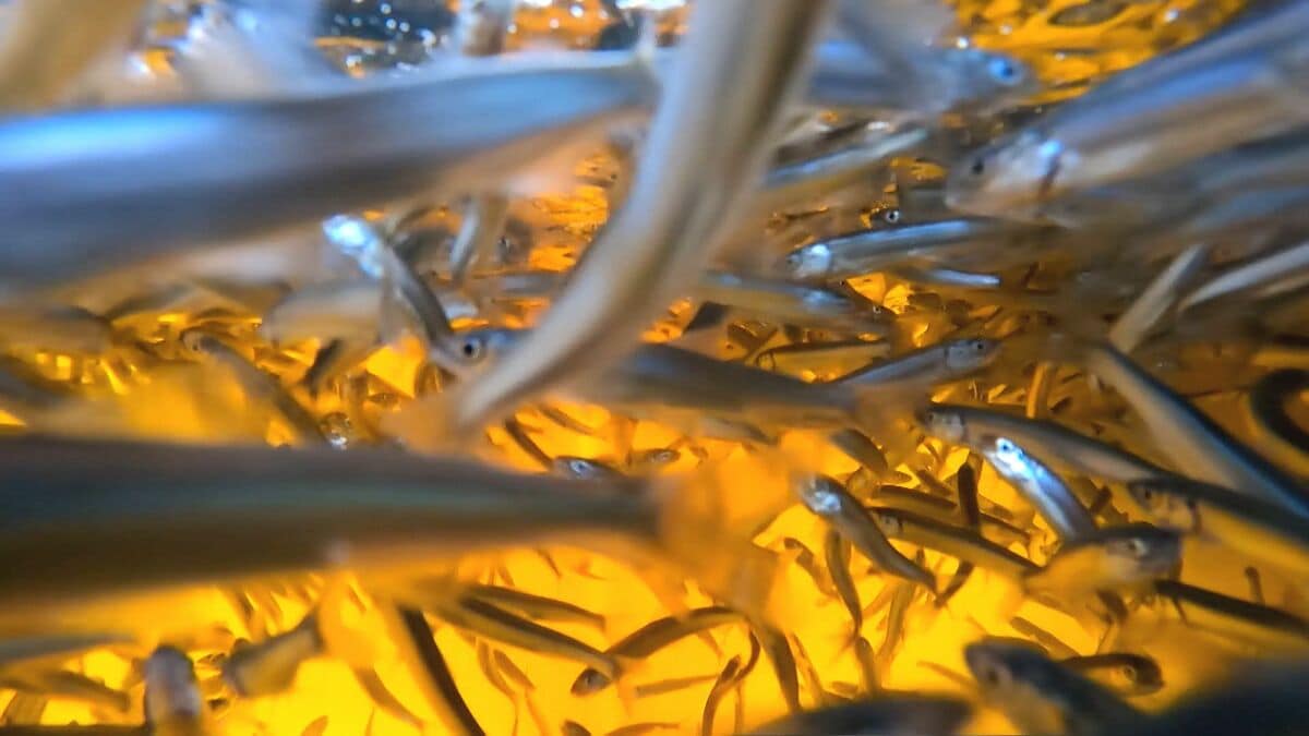 大野川で稚アユの遡上ピーク　6月1日に「アユ漁」解禁　大分