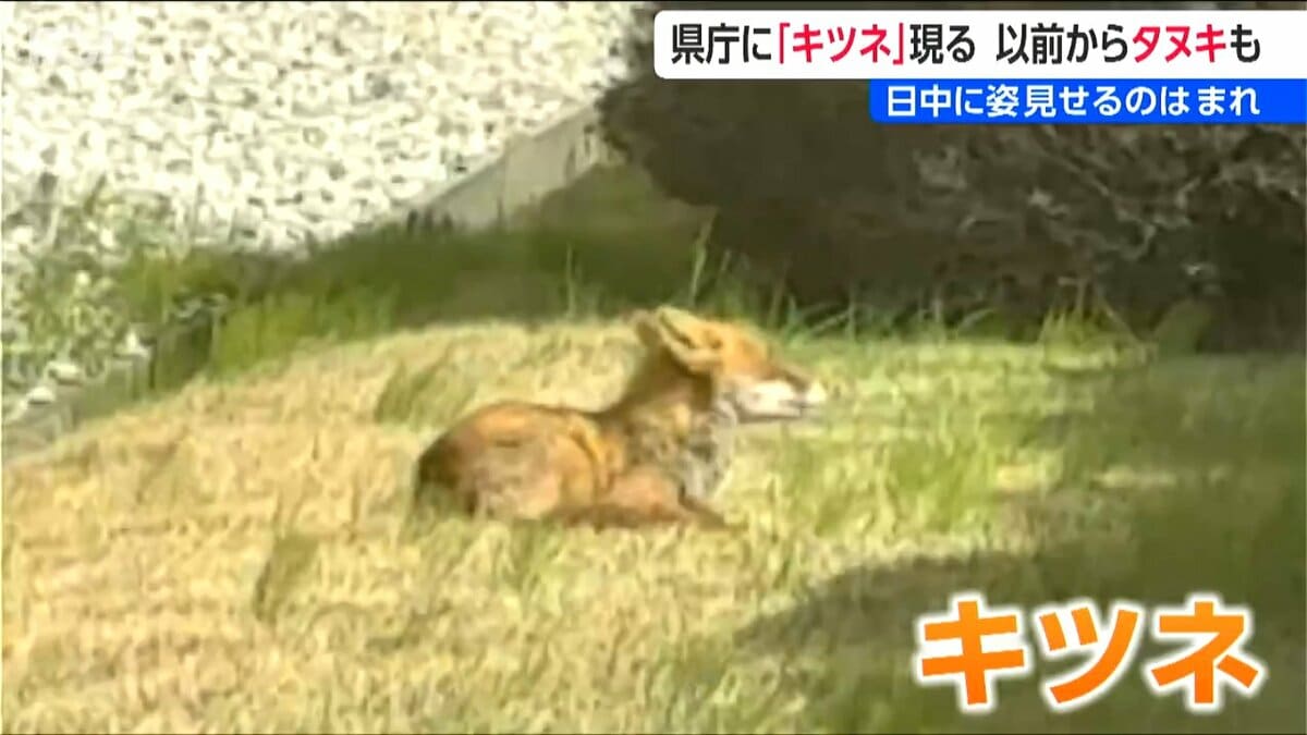 サムネイル_新潟県庁にキツネ！見かけた時は餌など与えず むやみに近づかず 触らず 注意を
