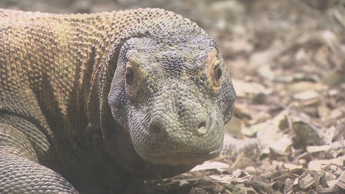 長引く物価高…｢ここは安いので、喜んで来ている｣ 東山動植物園は大賑わい 去年から展示始まった“コモドオオトカゲ”は未だ大人気 名古屋