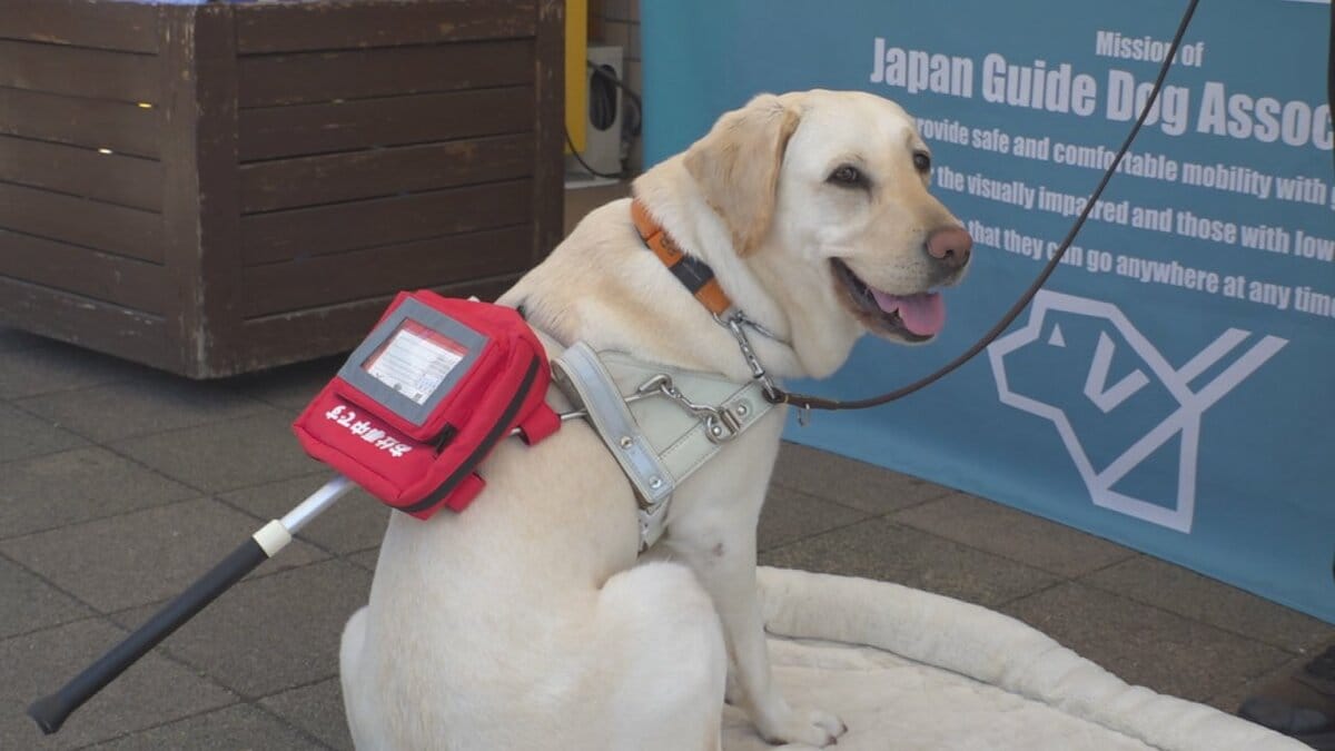 盲導犬に理解を　盲導犬候補の子犬を飼育するボランティア「パピーウォーカー」募集を呼びかけ