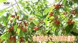 さくらんぼ狩り最盛期 観光果樹園にぎわう 今年は豊作、いっぱい食べて! |TBS NEWS DIG