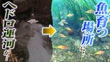 「水は真っ黒けだった」 汚染されていた『ヘドロ運河』を魚が育つ場所に変える...地元の手で「里海を作って湧き出る魚で生計を立てるのが理想」|TBS NEWS DIG