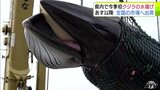 「脂ののったいいクジラ」青森県内で今シーズン初のクジラの水揚げ|TBS NEWS DIG
