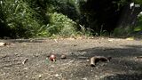 「斜面を駆け上がっていくクマを見た」沼津市で体長2メートルのクマ目撃情報=静岡県 | 静岡のニュース | SBSNEWS | 静岡放送