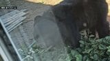 「恐怖があった」窓に近づいてきたのは1頭のクマ… イチゴ農園で窓越しでクマと対峙した従業員が語った恐怖 クマは3分ほど小屋の周辺をうろついてイチゴの苗などを物色 その後山の方向へ… 青森県むつ市 | 青森のニュース│ATV NEWS│青森テレビ