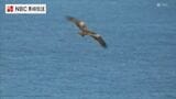 長崎県五島市 ハチクマの渡り 越冬のため中国大陸へ | 長崎のニュース | 天気 | NBC長崎放送