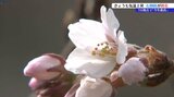 岩を割って咲くサクラ 盛岡市にある国の天然記念物「石割桜」も開花 岩手県内の気温上がる|TBS NEWS DIG