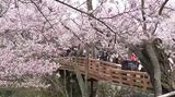 「天下第一の桜」高遠城址公園の桜が満開に　小ぶりで赤みが強いのが特徴　1500本が全国からの観光客を出迎え　|　SBC NEWS | 長野のニュース | SBC信越放送