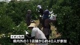 生産者との交流を深める スーパーの従業員が綾町で「日向夏」の袋掛けを体験|TBS NEWS DIG