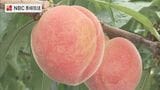 口いっぱいに広がる果汁！旬の桃「日川白鳳」の収穫が最盛期　美味しい桃の見分け方は「紅の強さと丸み」|TBS NEWS DIG