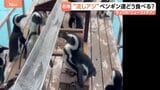 ペンギン用「流しそうめん」ならぬ“流しアジ”　1歳ペンギン食べられない…|TBS NEWS DIG