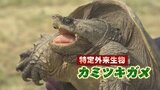 「カミツキガメ」釣れた…全長70センチ、川で捕獲　直接触らず警察などに連絡を　福島|TBS NEWS DIG