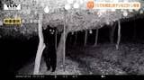 【画像あり】クマが狙うのは柿だけじゃない！ 果樹園で”立って収穫”し洋ナシを食べまくるクマ　その一部始終を捉えた！（山形）　|　山形のニュース│TUYテレビユー山形