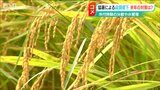 コストはかかるが…「作付け時期の分散、肥料の追加、水管理の徹底を」コメの等級低下で猛暑への対策案 新潟県|TBS NEWS DIG