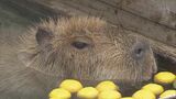 “いい湯加減”でうれしいね　寒さが苦手なカピバラたち　極上の“ゆず風呂”にご満悦！　|　名古屋・愛知・岐阜・三重のニュース【CBC news】 | CBC web