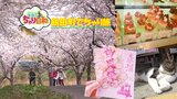 桜の花びらやイチゴの果肉を紙にした珍しい御朱印にうっとり!吉永小百合さんのCMでおなじみ日本一長い橋と見頃の桜を巡る自転車の旅 | 青森のニュース│ATV NEWS│青森テレビ