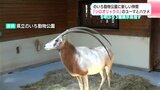 高知県立のいち動物公園に『シロオリックス』のユーマとハツメが仲間入り サバンナ大展示場で9年ぶり3種展示目指す | 高知のニュース・天気|KUTV NEWS | KUTVテレビ高知