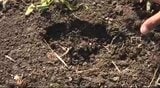 【相次ぐクマの目撃情報】交差点や小学校、大学近くで…長野・松本市内の小中学校が「臨時休校」に…クマは体長1メートルほど…クマは見つからず、市は注意呼びかけ|TBS NEWS DIG