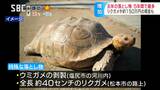 生きたリクガメや1メートルのウミガメの剥製、現金150万円も…2023年の落とし物 過去5年で最多の4万4000件余り、新型コロナの5類移行で外出機会の増加が要因か　|　SBC NEWS | 長野のニュース | SBC信越放送
