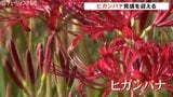 秋の訪れヒガンバナが見頃 24日の富山県内からっとした青空 日中は真夏日予想 | 富山のニュース|天気・防災|チューリップテレビ