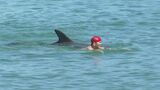 海水浴場で5メートル沖を泳いでいた男性に野生のイルカがぶつかり ろっ骨数本を折る大けが 専門家「最悪 死亡事故もある…」 イルカが人を襲うのはなぜ? | 名古屋・愛知・岐阜・三重のニュース【CBC news】 | CBC web
