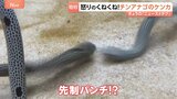 怒りのくねくね!チンアナゴ…“ケンカ”の瞬間を激撮!目つき鋭く、口開けて威嚇?意外と武闘派チンアナゴ 話題の動画|TBS NEWS DIG
