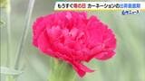 「母の日」を前に…カーネーションの出荷が最盛期　今年は気温が高くハウス内の温度管理に苦労も品質は例年通り良好　兵庫・淡路市　|　MBSニュース | 関西の最新ニュースを分かりやすく。