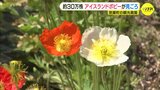 アイスランドポピーが見ごろ　広島･世羅町の観光農園　|　RCC NEWS | 広島ニュース | RCC中国放送