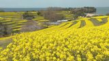 長崎鼻で菜の花満開 黄色いじゅうたんと青い海の絶景広がる 大分・豊後高田市 | 大分のニュース|OBS NEWS|大分放送