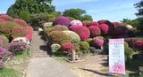 3万株のツツジは手違いだった…！？今はツツジの名所に！長野・岡谷市の鶴峯公園で赤や白、ピンクの花…公園整備のため当時の川岸村が300株注文したが、貨車3台分3万株が届く…住民が大事に育てる|TBS NEWS DIG