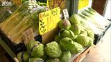 キャベツ・ダイコンなどがさらに値下がりへ 4月は入荷が順調に 新潟市|TBS NEWS DIG