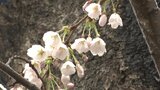 市役所敷地内の基準木咲く 岩手県北上市がサクラの開花を発表 |TBS NEWS DIG