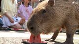 3度目の挑戦!伊豆シャボテン動物公園「ギンナン」の結果は…カピバラのスイカ早食い競争 全国の人気者5頭がタイムを競う | 静岡のニュース | SBSNEWS | 静岡放送
