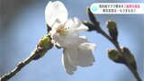 「低い気温の影響で、開花までは足踏み状態」高知城のサクラ標本木　２輪開花を確認|TBS NEWS DIG