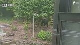 クマ目撃情報相次ぐ 24日夕方には民家の裏手の山で 市が鈴やラジオを携帯するよう呼びかけ＝静岡・裾野市　|　静岡のニュース | SBSNEWS | 静岡放送