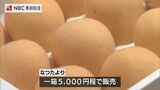 糖度が高い!長崎びわ「なつたより」出荷ピークを前に市長へ贈呈 | 長崎のニュース | 天気 | NBC長崎放送