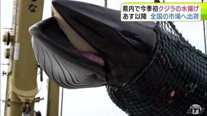 脂ののったいいクジラ」青森県内で今シーズン初のクジラの水揚げ