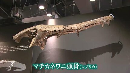 四国水族館】来年の干支にちなみ「龍」と「ワニ」を紹介する展覧会