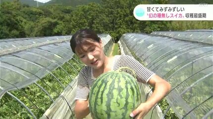 甘くてみずみずしい！“幻の種無しスイカ”収穫最盛期 高知・奈半利町