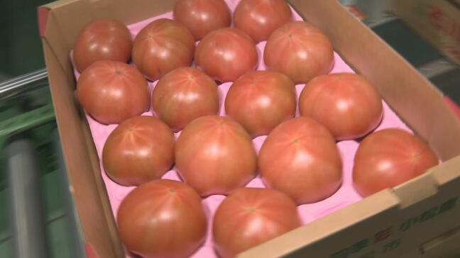 北陸最大の産地 石川・小松市で春トマト初出荷|TBS NEWS DIG