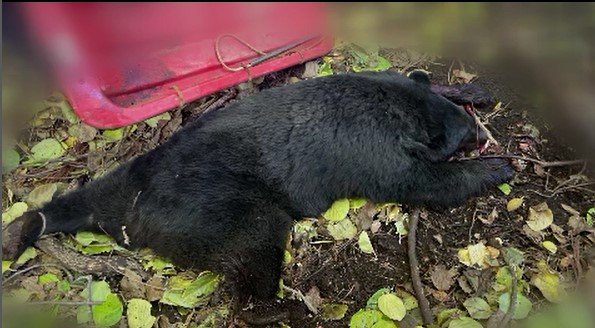 時給1500円…クマ対応を担うハンター「安い。危ないことはやらないよ」クマが出没する現場の現状と課題とは|TBS NEWS DIG
