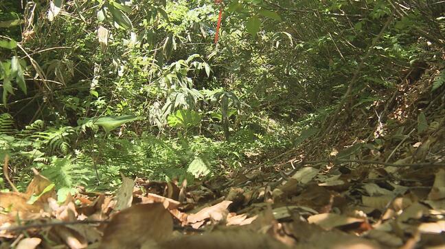 「もう少しタケノコを採ってくる。先に車に戻って」タケノコ採りで入山後に行方不明だった男性（76）が無事救助　一緒に入山の弟が語る当時のはぐれた状況|TBS NEWS DIG