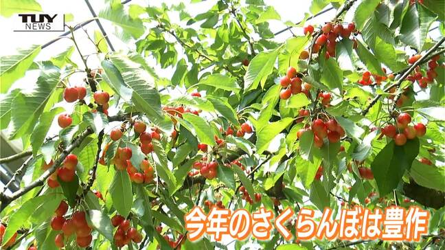 さくらんぼ狩り最盛期　観光果樹園にぎわう　今年は豊作、いっぱい食べて！　|TBS NEWS DIG